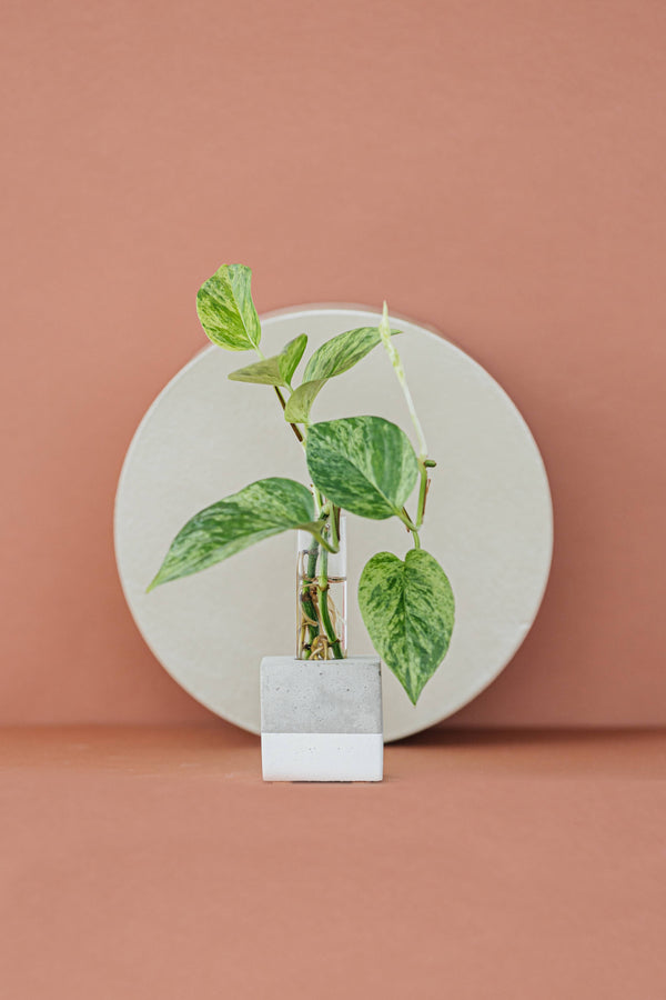 Propagation Vase | Cutting Holder and Propagation Station