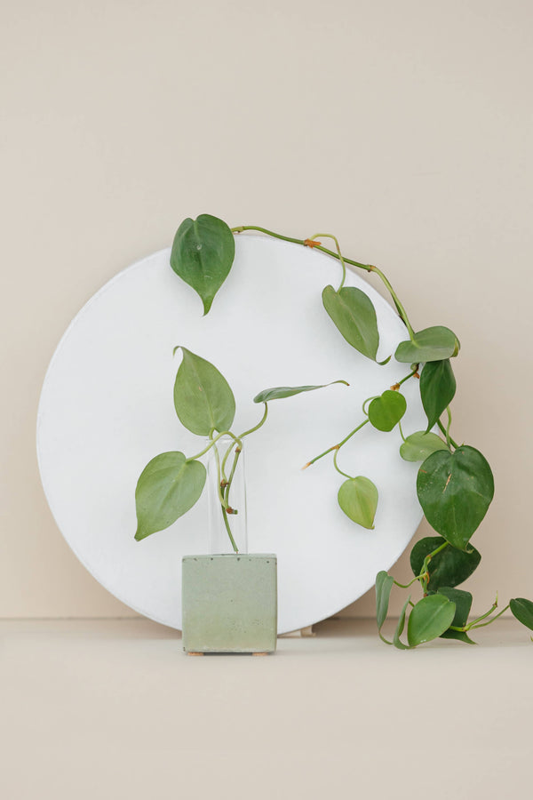 Propagation Vase | Cutting Holder and Propagation Station