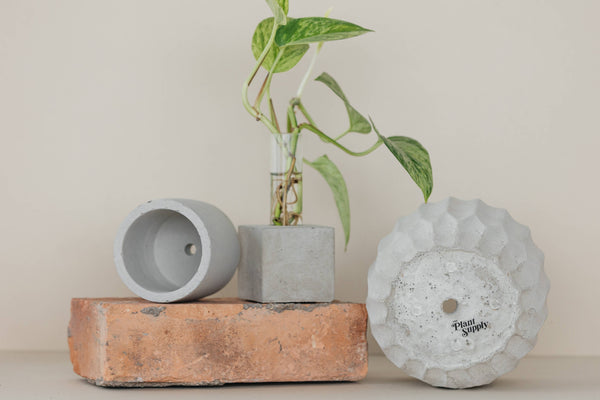 Propagation Vase | Cutting Holder and Propagation Station