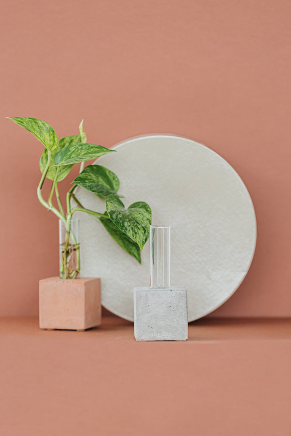 Propagation Vase | Cutting Holder and Propagation Station
