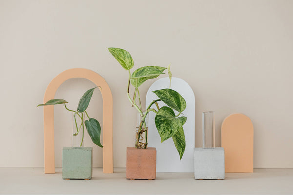 Propagation Vase | Cutting Holder and Propagation Station