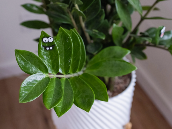 Magnetic Plant Faces | Magnet Charms for Plants