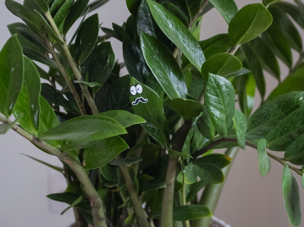 Magnetic Plant Faces | Magnet Charms for Plants