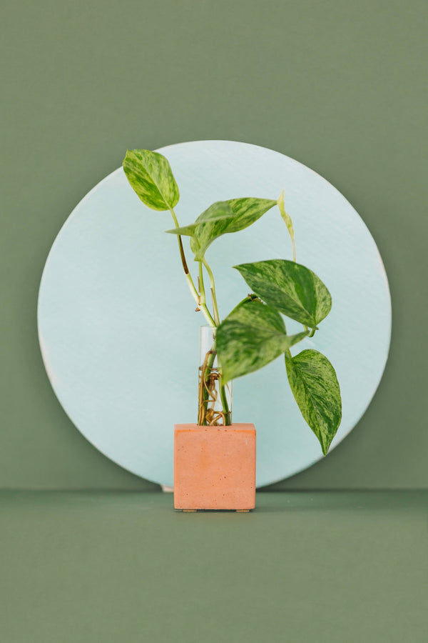 Propagation Vase | Cutting Holder and Propagation Station