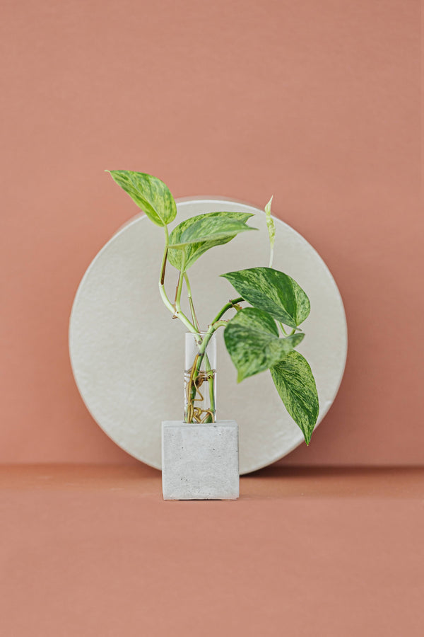 Propagation Vase | Cutting Holder and Propagation Station