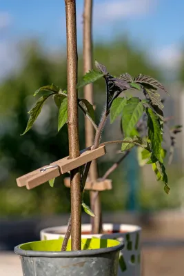 Planting Clamps