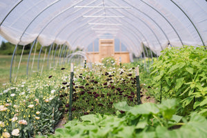 The Diddle and Zen flower farm.