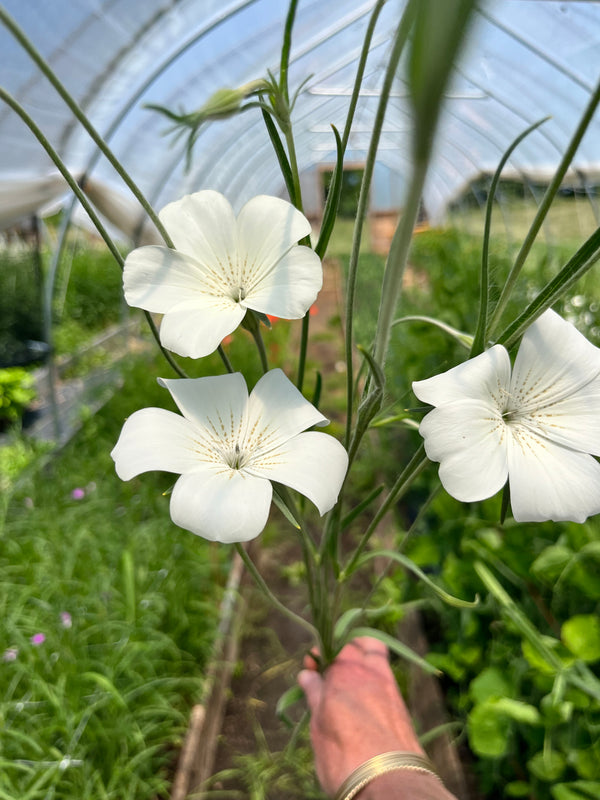 The Flower Farmers Book