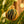 YELLOW BAUBLE HONEYCOMB