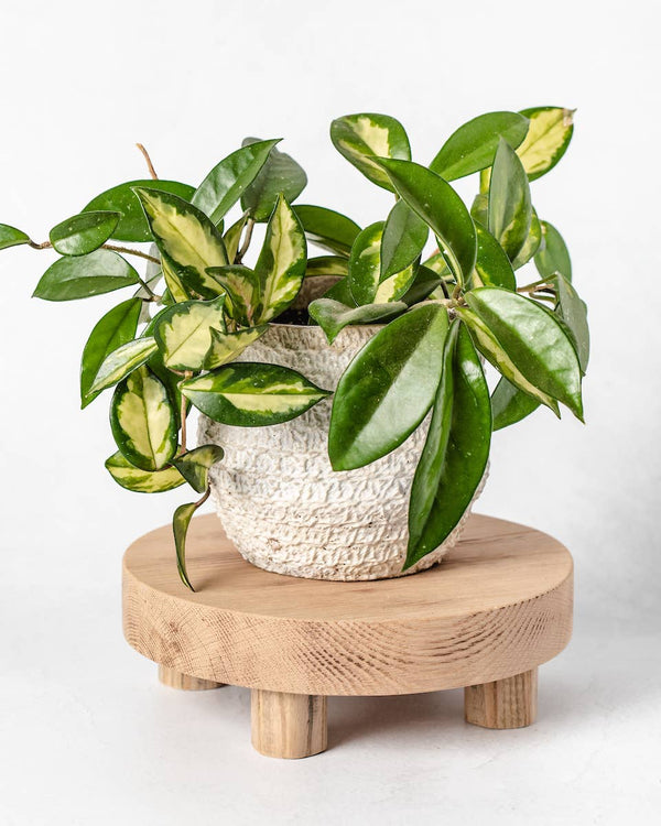 Round Reclaimed Wood Riser Stand | Made In USA