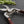 Thai Kitchen & Garden Shears