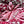 5 Fancy Songbird Gift Tags in Bramble