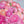 Ranunculus: Beautiful varieties for home and garden