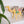 CAMEL GREETING CARD