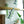 TASTY ANCHOVIES SEWN GARLAND