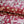 Patterned Paper Songbird Bramble