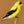 Felt Ornament - Goldfinch