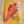 PARROT GREETING CARD