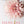 Dahlias; Beautiful Varieties for Home & Garden (hardcover)