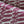 Patterned Paper Dogs Blackcurrant Squash