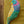 PARROT GREETING CARD