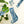 ALLEY CATS SEWN GARLAND
