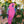 PARROT GREETING CARD
