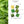 Nicolosi Creations - EDT - 1.69oz (50ml) - Verbena
