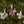 Red Cardinal Ornament