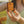 Bloom Serum - Sea Buckthorn + Rosehip  + Argan