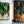 Rooted Kitchen
