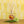 Accent Botanical Reed Diffuser - Sugared Citrus