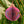 PINK BAUBLE HONEYCOMB