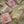 Rose Provin Petunia Matches |  Square - Safety Matches