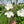 The Flower Farmers Book