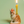 Maine Coon Cat Cake Topper