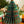 FIR TREE HONEYCOMB