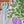 I LILAC PURPLE (Mint, Lilac) - Tea Towel Set of 2