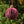 PINK BAUBLE HONEYCOMB