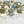 Garden Mist Blend™ Ivory Rose Petals · Blue & Green Weddings