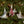 Red Cardinal Ornament