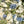 Garden Mist Blend™ Ivory Rose Petals · Blue & Green Weddings