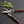 Thai Kitchen & Garden Shears