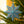 Twinkling Star Screen-Printed Board Golden Star Screen-Printed Board Decoration