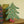 CHRISTMAS TREE CONCERTINA CARD